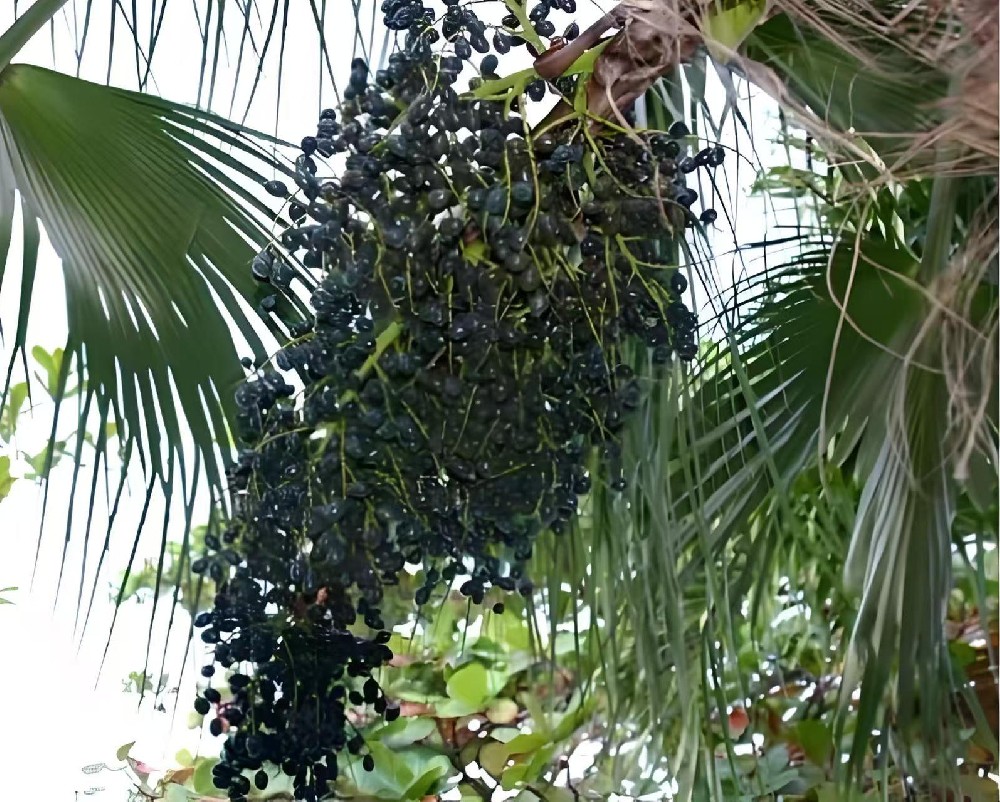 巴西莓浆