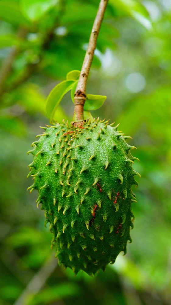 刺果番荔枝果泥